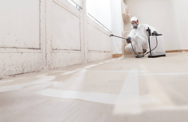 Black mold remediation team in Rising Sun